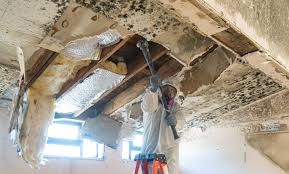 Best Black Mold Removal in Hedwig Village, TX